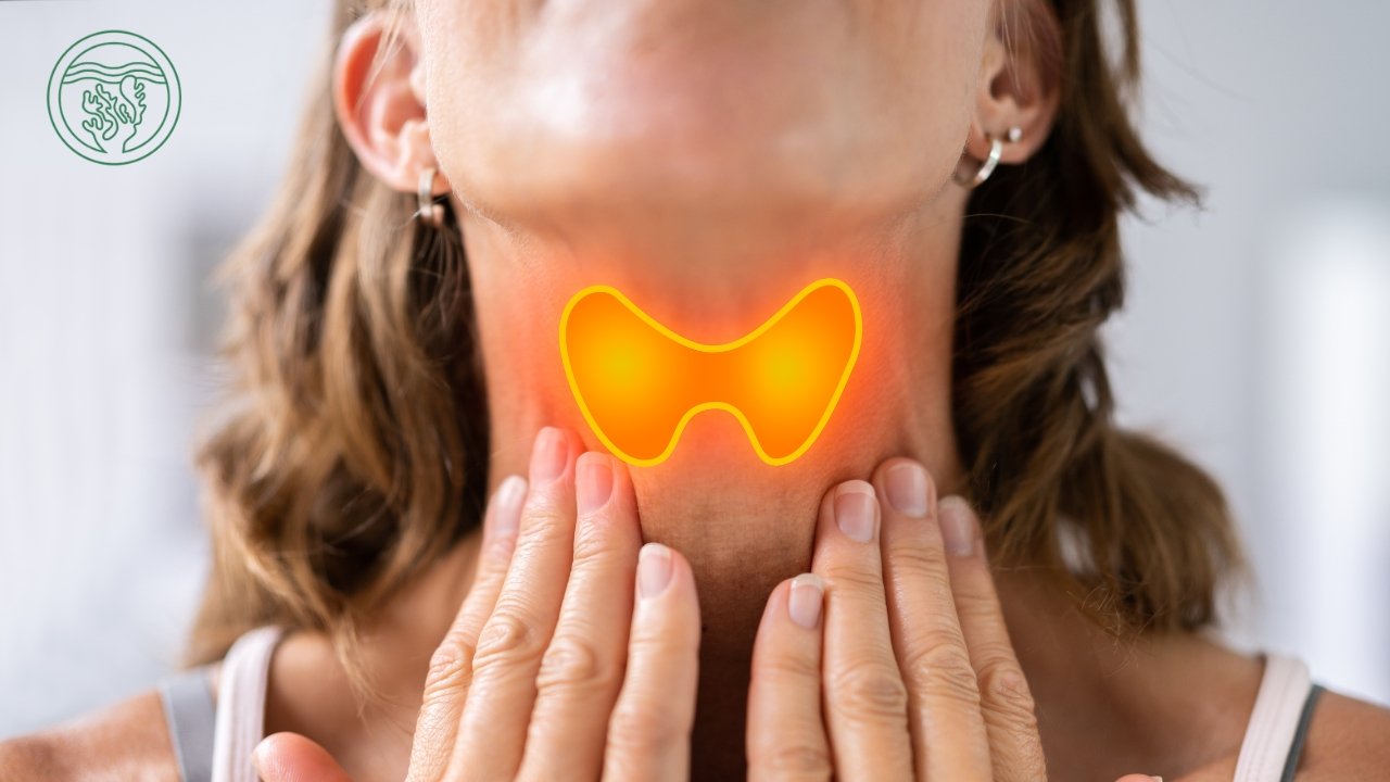 The Benefits of Sea Moss for Thyroid Health
