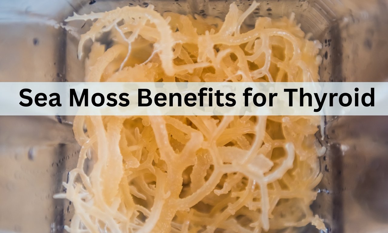 Sea Moss Benefits for Thyroid